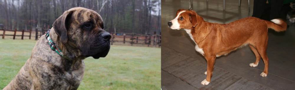 Osterreichischer Kurzhaariger Pinscher vs American Mastiff - Breed Comparison