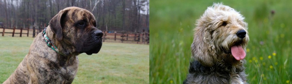 Otterhound vs American Mastiff - Breed Comparison