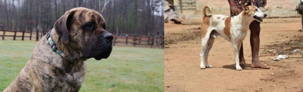 Pandikona vs American Mastiff - Breed Comparison