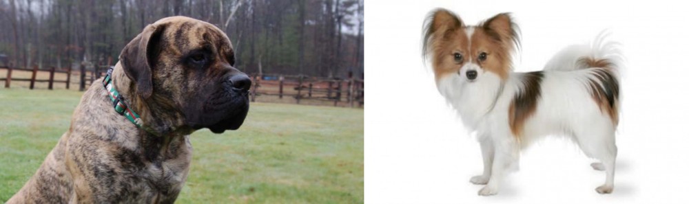 Papillon vs American Mastiff - Breed Comparison