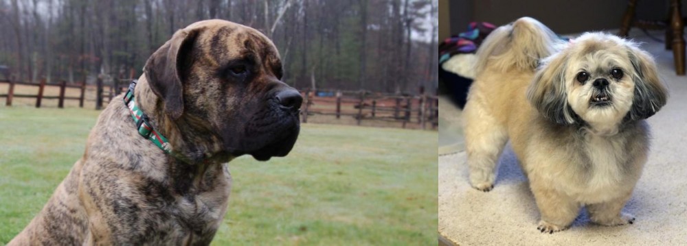PekePoo vs American Mastiff - Breed Comparison