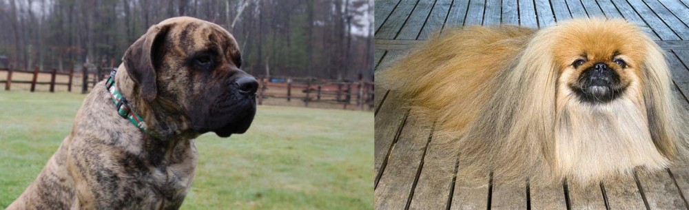 Pekingese vs American Mastiff - Breed Comparison