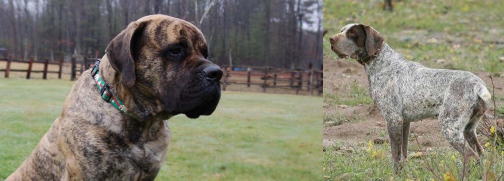 Perdiguero de Burgos vs American Mastiff - Breed Comparison