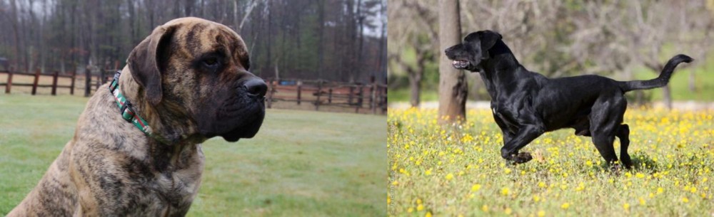 Perro de Pastor Mallorquin vs American Mastiff - Breed Comparison