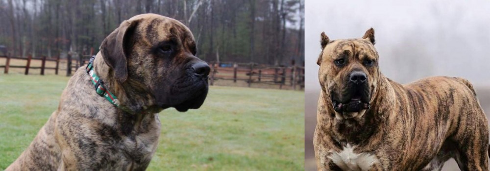 Perro de Presa Canario vs American Mastiff - Breed Comparison