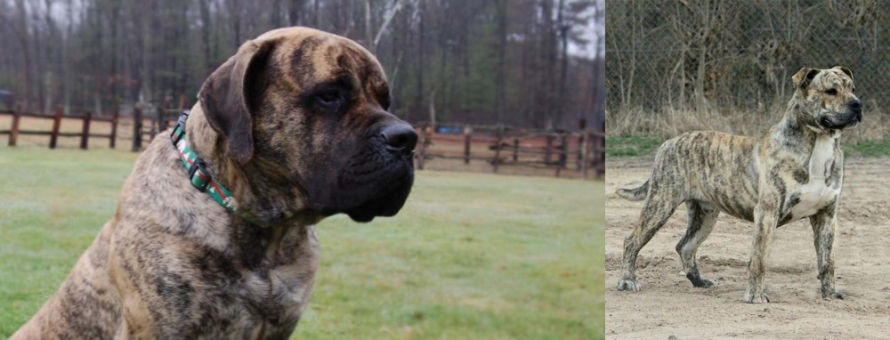 Perro de Presa Mallorquin vs American Mastiff - Breed Comparison