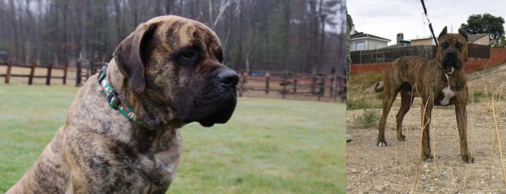 Perro de Toro vs American Mastiff - Breed Comparison