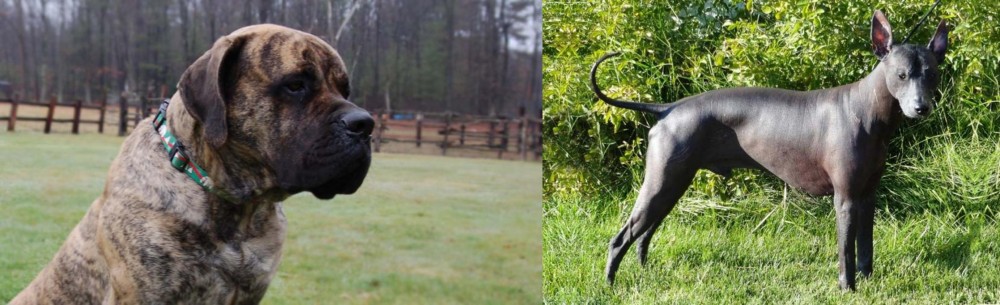 Peruvian Hairless vs American Mastiff - Breed Comparison
