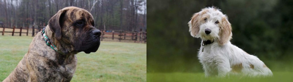 Petit Basset Griffon Vendeen vs American Mastiff - Breed Comparison