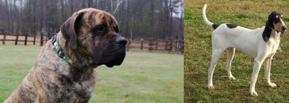 Petit Gascon Saintongeois vs American Mastiff - Breed Comparison