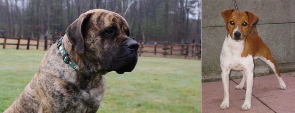 Plummer Terrier vs American Mastiff - Breed Comparison
