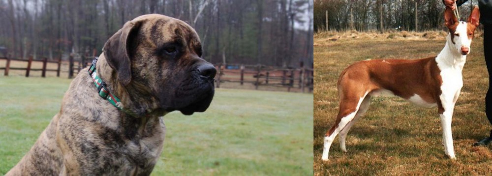 Podenco Canario vs American Mastiff - Breed Comparison