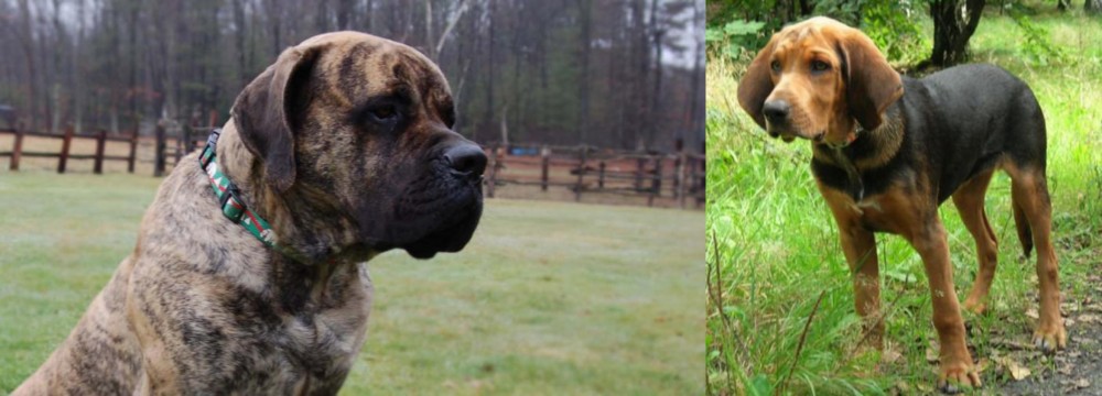 Polish Hound vs American Mastiff - Breed Comparison