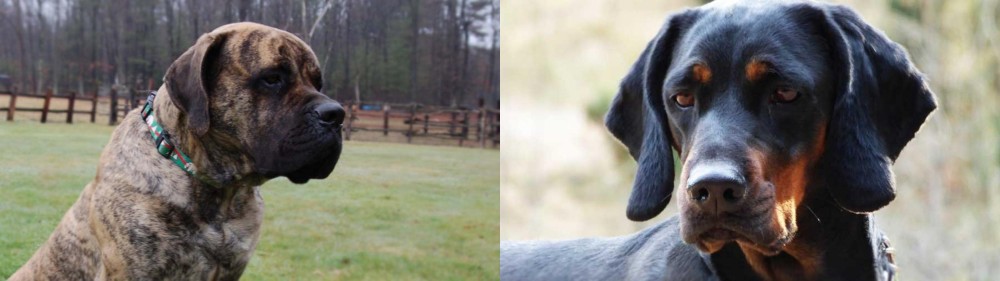 Polish Hunting Dog vs American Mastiff - Breed Comparison