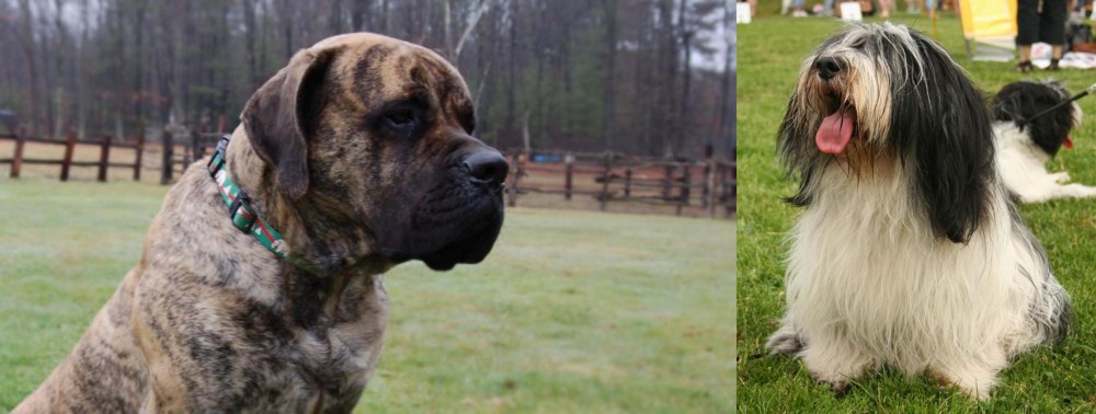 Polish Lowland Sheepdog vs American Mastiff - Breed Comparison