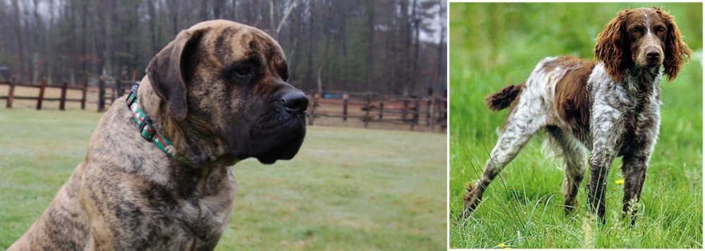 Pont-Audemer Spaniel vs American Mastiff - Breed Comparison