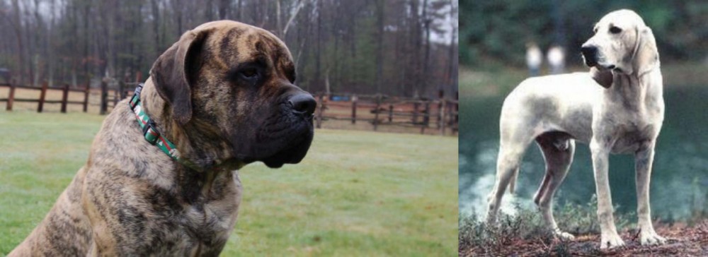 Porcelaine vs American Mastiff - Breed Comparison