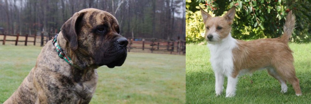 Portuguese Podengo vs American Mastiff - Breed Comparison