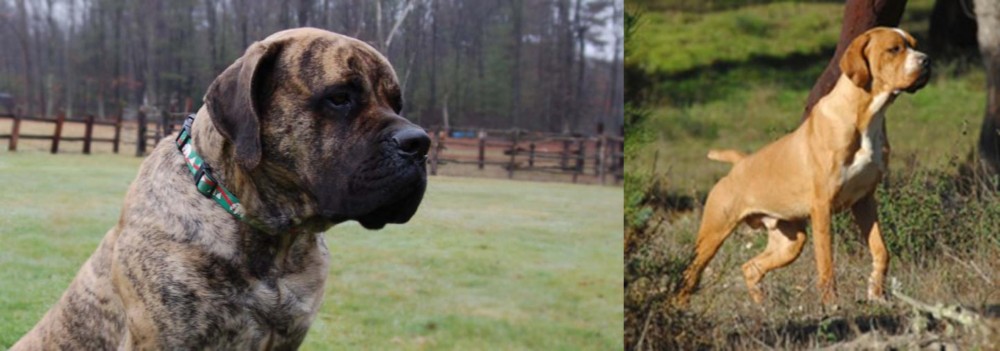 Portuguese Pointer vs American Mastiff - Breed Comparison