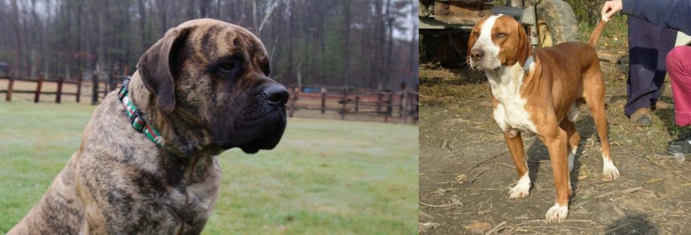 Posavac Hound vs American Mastiff - Breed Comparison
