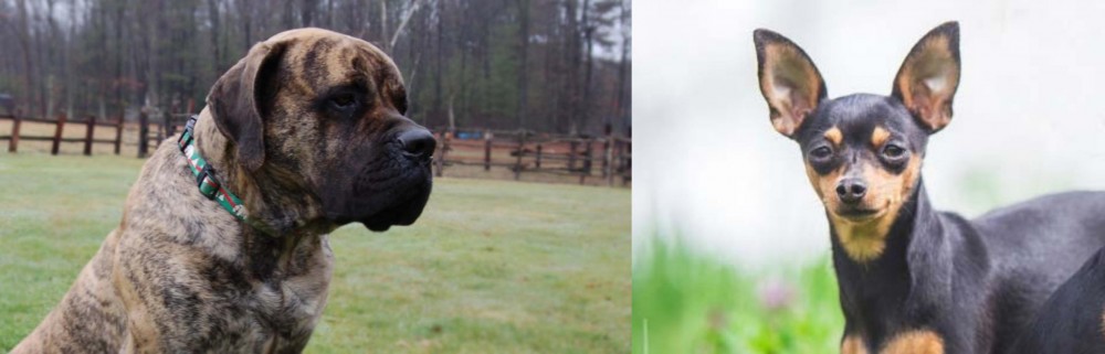 Prazsky Krysarik vs American Mastiff - Breed Comparison