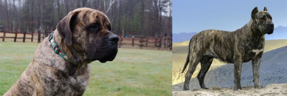 Presa Canario vs American Mastiff - Breed Comparison