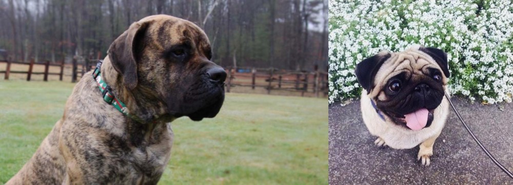 Pug vs American Mastiff - Breed Comparison