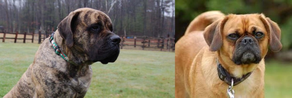 Pugalier vs American Mastiff - Breed Comparison