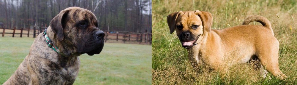 Puggle vs American Mastiff - Breed Comparison