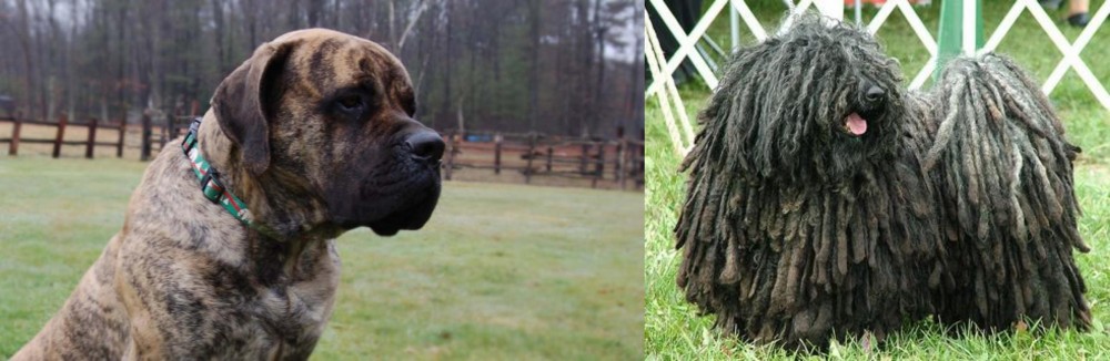 Puli vs American Mastiff - Breed Comparison