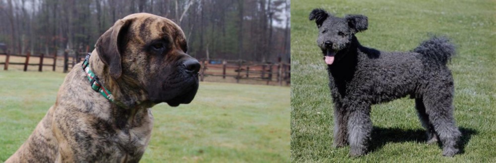Pumi vs American Mastiff - Breed Comparison