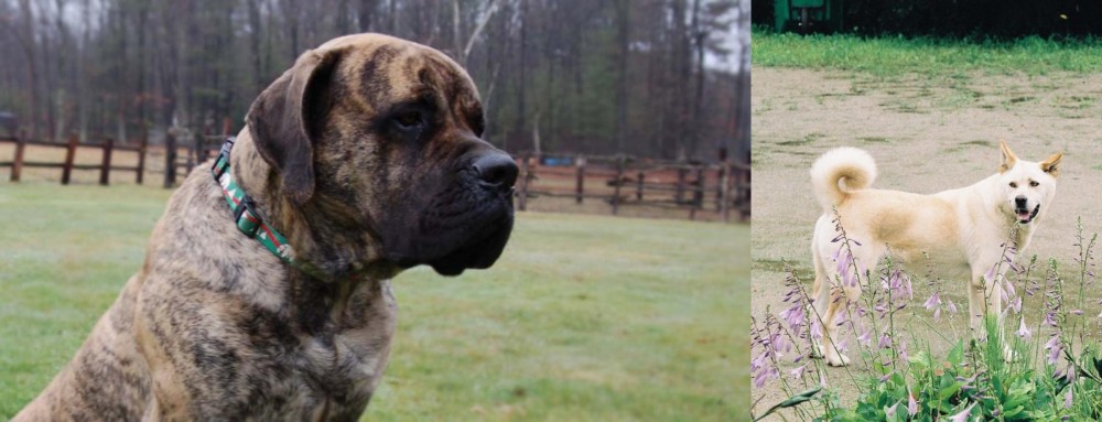Pungsan Dog vs American Mastiff - Breed Comparison