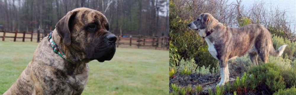 Rafeiro do Alentejo vs American Mastiff - Breed Comparison