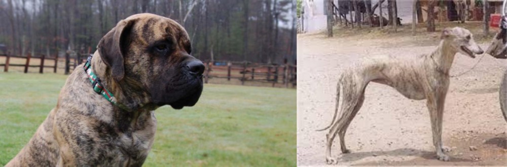 Rampur Greyhound vs American Mastiff - Breed Comparison