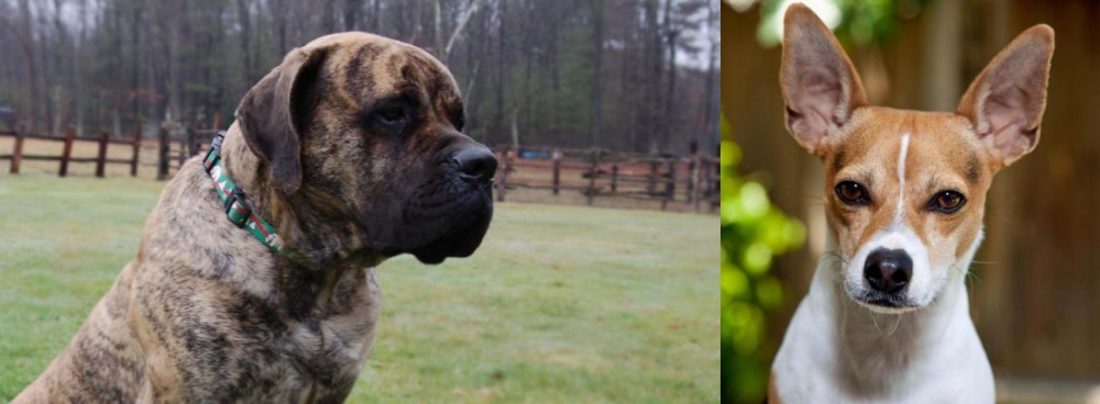 Rat Terrier vs American Mastiff - Breed Comparison