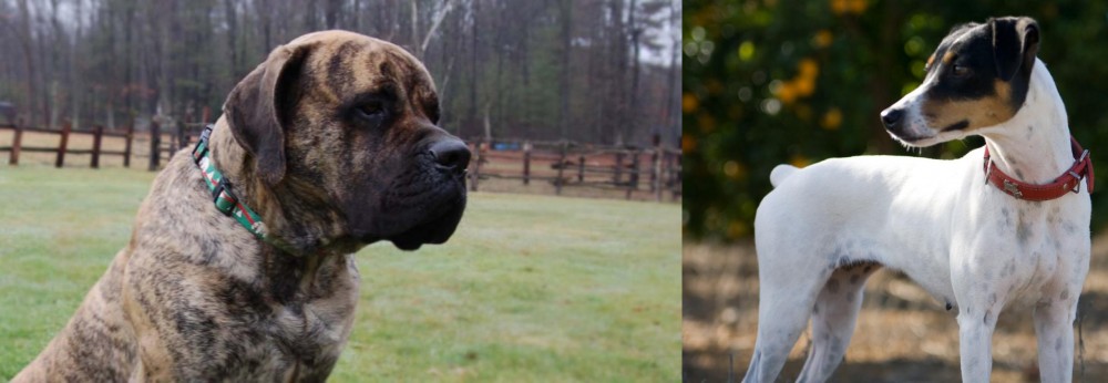 Ratonero Bodeguero Andaluz vs American Mastiff - Breed Comparison