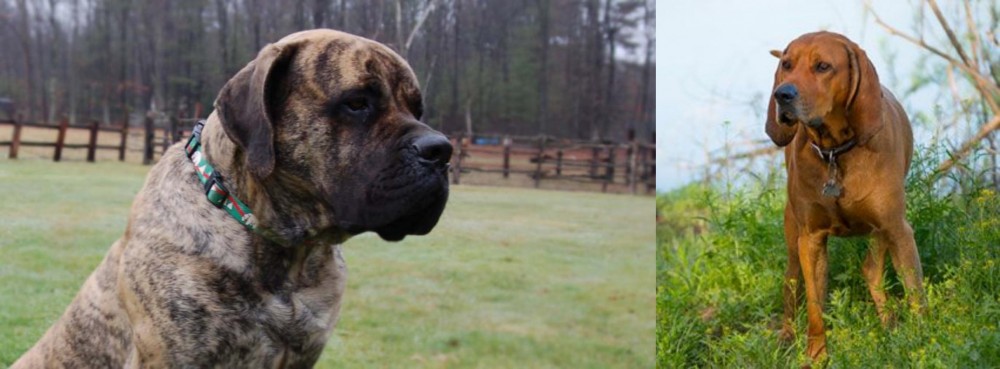 Redbone Coonhound vs American Mastiff - Breed Comparison