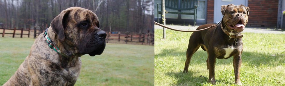 Renascence Bulldogge vs American Mastiff - Breed Comparison