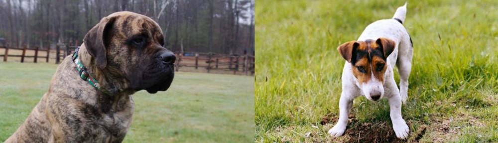 Russell Terrier vs American Mastiff - Breed Comparison