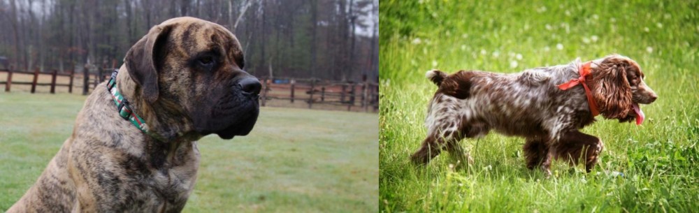Russian Spaniel vs American Mastiff - Breed Comparison