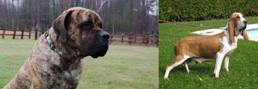 Sabueso Espanol vs American Mastiff - Breed Comparison