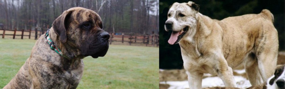 Sage Koochee vs American Mastiff - Breed Comparison