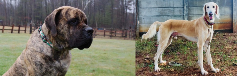 Saluki vs American Mastiff - Breed Comparison