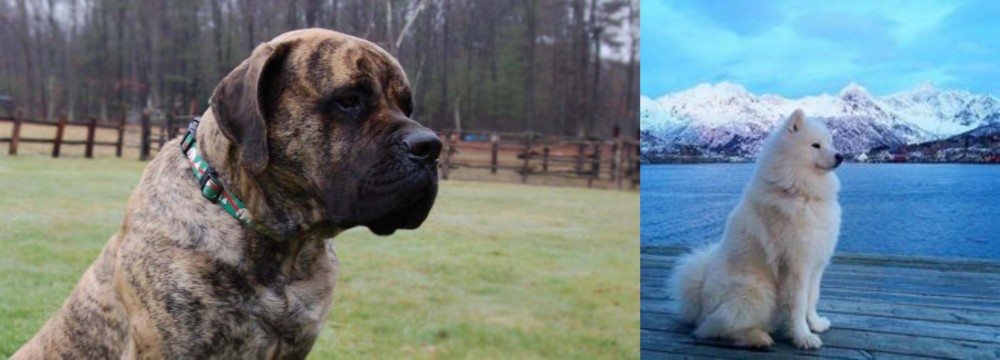 Samoyed vs American Mastiff - Breed Comparison