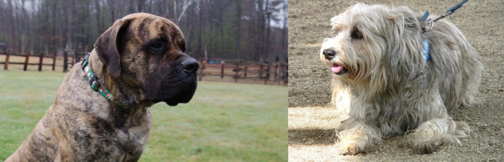 Sapsali vs American Mastiff - Breed Comparison