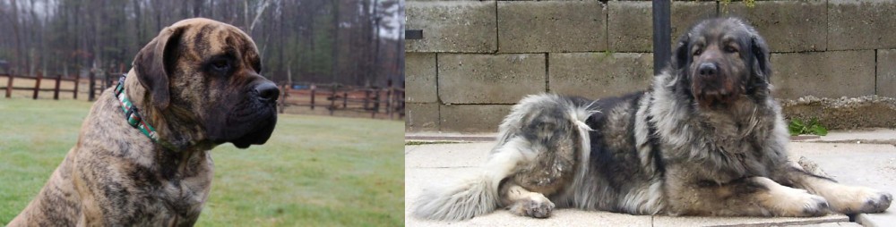 Sarplaninac vs American Mastiff - Breed Comparison