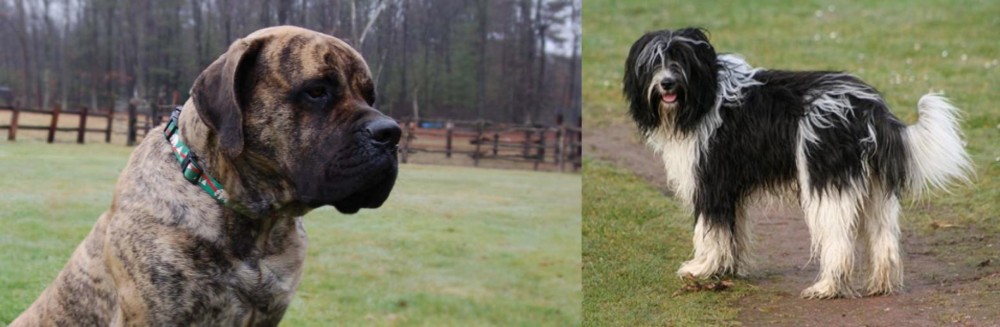 Schapendoes vs American Mastiff - Breed Comparison