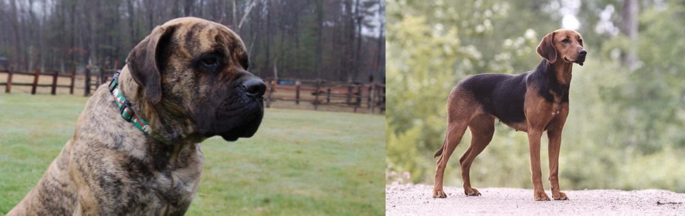 Schillerstovare vs American Mastiff - Breed Comparison