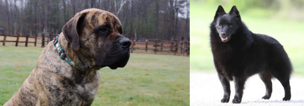 Schipperke vs American Mastiff - Breed Comparison