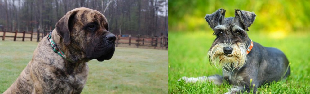 Schnauzer vs American Mastiff - Breed Comparison